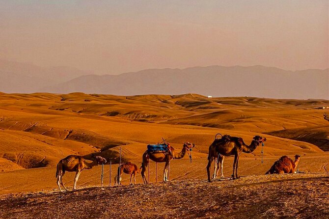Marrakech Day Trip: Agafay Desert, Atlas Mountains and Camel Ride - Camel Ride in Agafay Desert: fun, short, and worth a quick welfare check