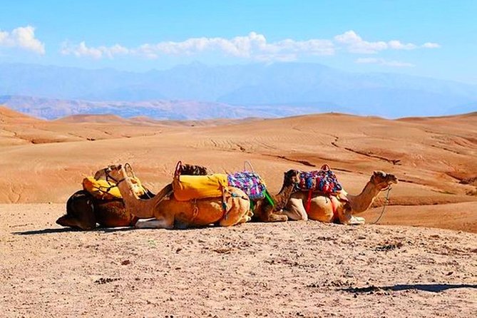 Marrakech Desert Quad and Camel ride, Lunch, and Poolside - Price and logistics: how $17.38 can still be a real deal