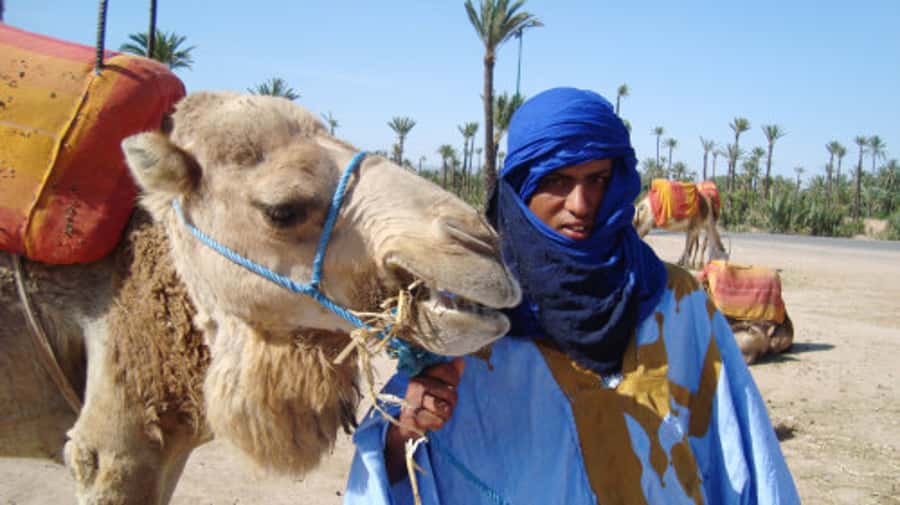 Marrakech: Half-Day Camel Ride in Palm Grove - Key things I’d watch for
