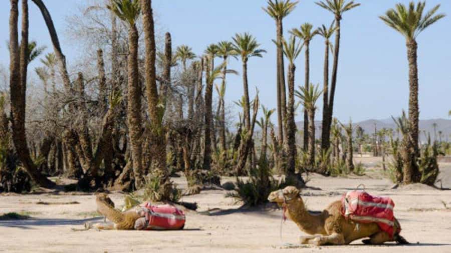 Marrakech: Half-Day Camel Ride in Palm Grove - Why the Palmeraie Camel Ride Feels Like a Reset