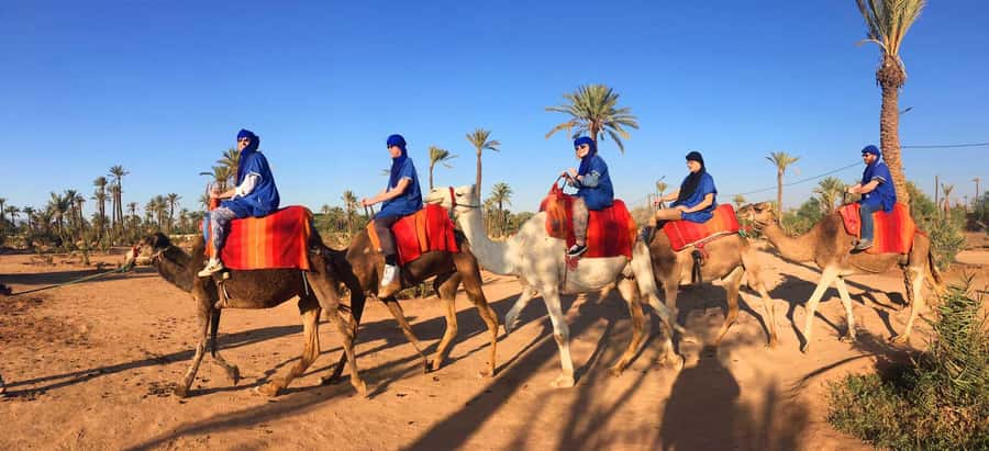 Marrakech: Half-Day Camel Ride in Palm Grove - The Hour-Long Camel Stroll Through More Than 100,000 Palms