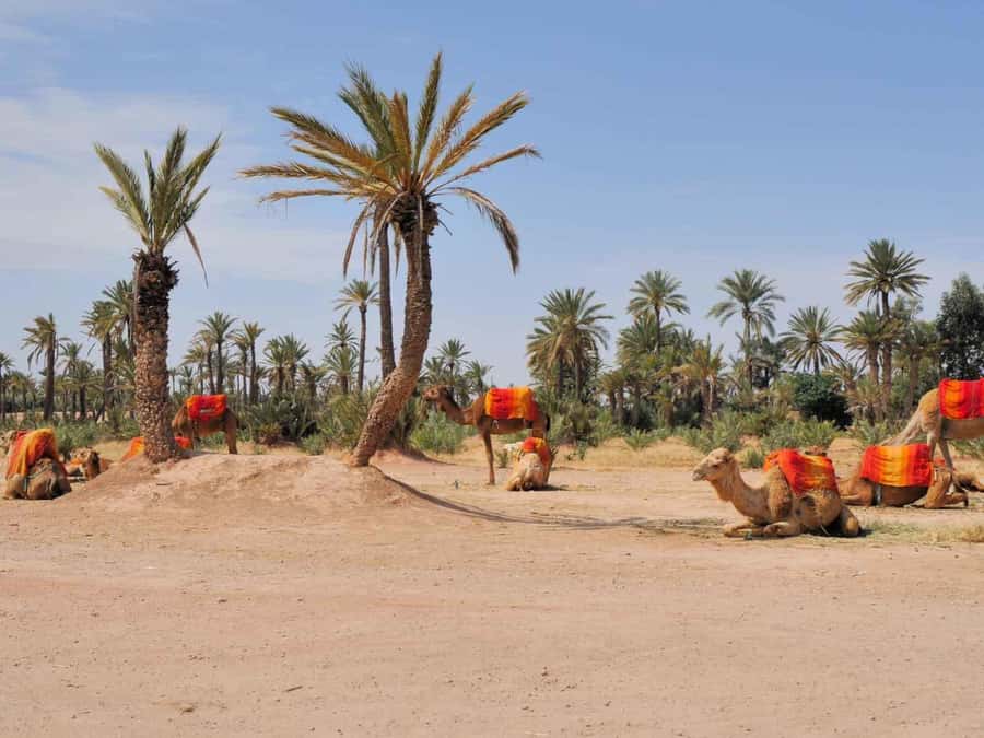 Marrakech: Half-Day Camel Ride in Palm Grove - Berber Village Atmosphere Without the Full-Day Commitment