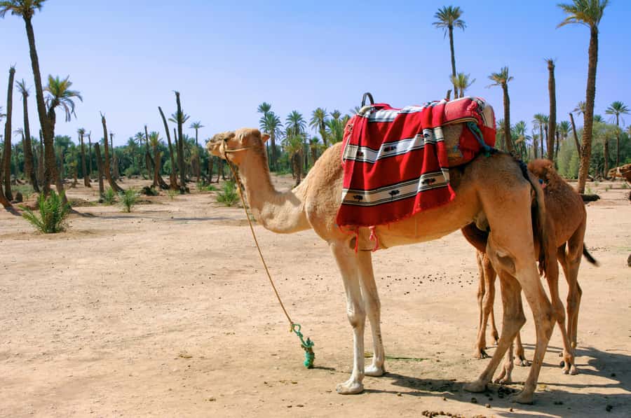 Marrakech: Half-Day Camel Ride in Palm Grove - Photos, Videos, Mint Tea: The Part You’ll Be Happy You Didn’t Skip