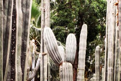 Marrakech: Majorelle Garden, YSL, and Berber Museum Entry - The self-guided plan: how the 2-hour rhythm really works