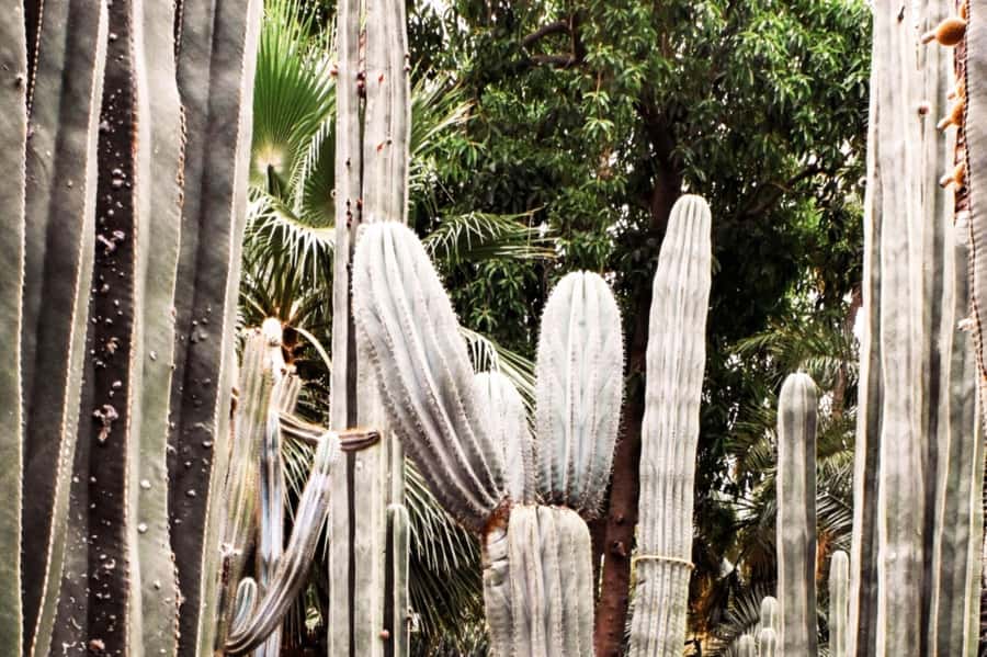 Marrakech: Majorelle Garden, YSL, and Berber Museum Entry - The self-guided plan: how the 2-hour rhythm really works