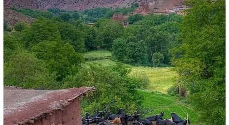 Marrakech: ourika valley lunch & guided hike to waterfalls - Sti Fatma village time: markets, coffee pauses, and setting the mood