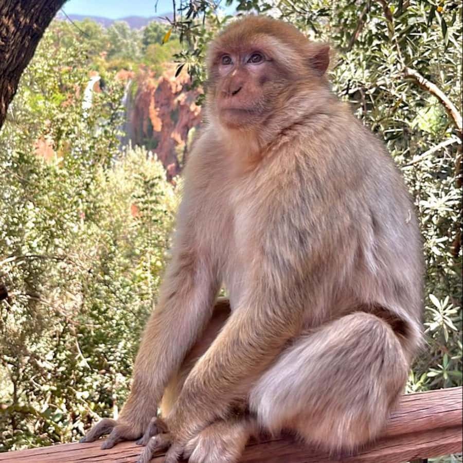 Marrakech: ourika valley lunch & guided hike to waterfalls - Price and value: what $12 buys you (and what you may still pay)