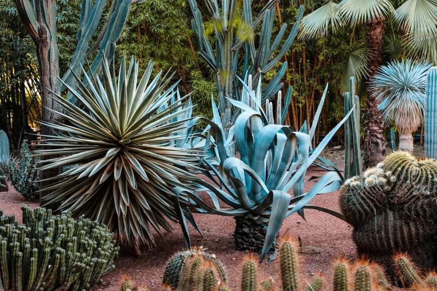 Marrakesh: Majorelle Garden Entry Tickets - Rare plants, cacti, and the kind of shade you’ll feel