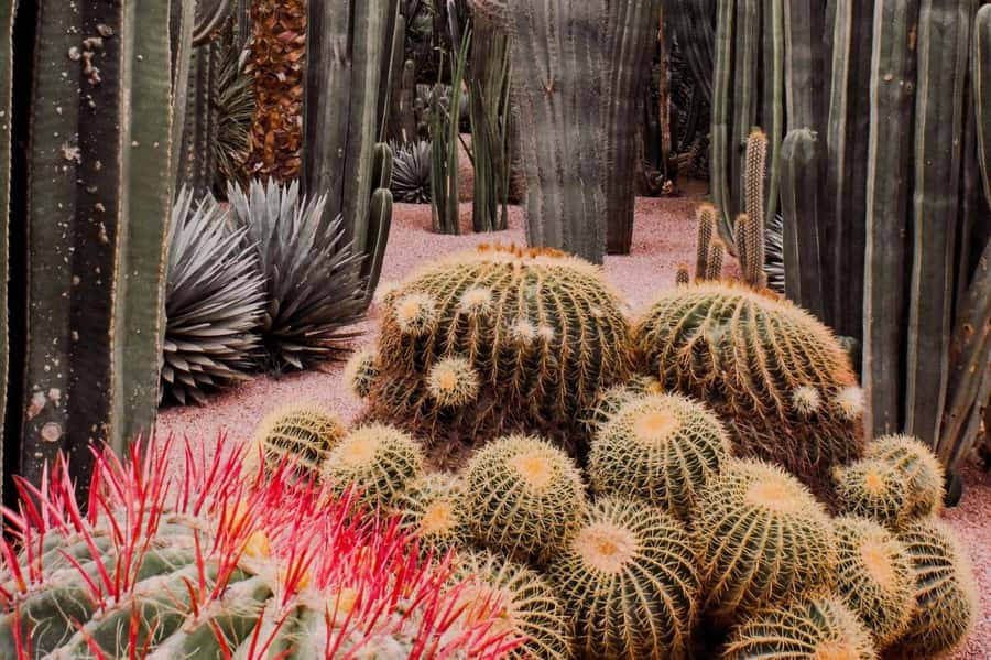 Marrakesh: Majorelle Garden Entry Tickets - Water features and fountains: the cooling effect is real