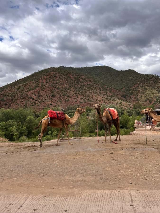 Marrakesh: Ourika Valley & Atlas Mountains, Day Trip + Lunch - Tnin Ourika and the valley first look: arriving at the calm
