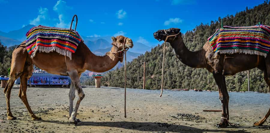 Marrakesh: Ourika Waterfalls, Atlas Mountains, Guide + Lunch - Setti Fatma waterfalls: what the walk is really like