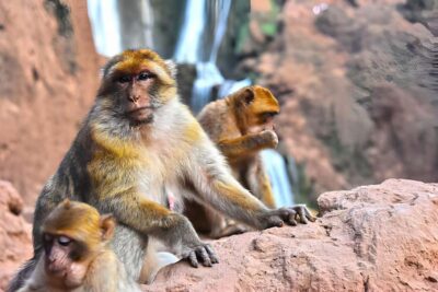Marrakesh: Ouzoud Waterfalls Trip with Hike & Boat Option - The Guided Hike: Olive-Tree Paths, Viewpoints, and Monkey Time