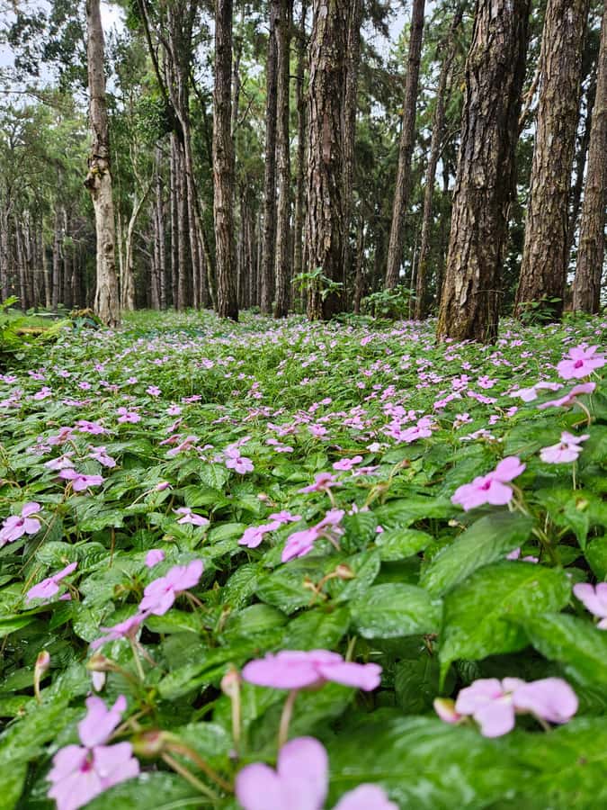 Mauritius: Private Southwest Chamarel Highlights Tour - Rhumerie de Chamarel: Optional Rum Tasting If Time Allows