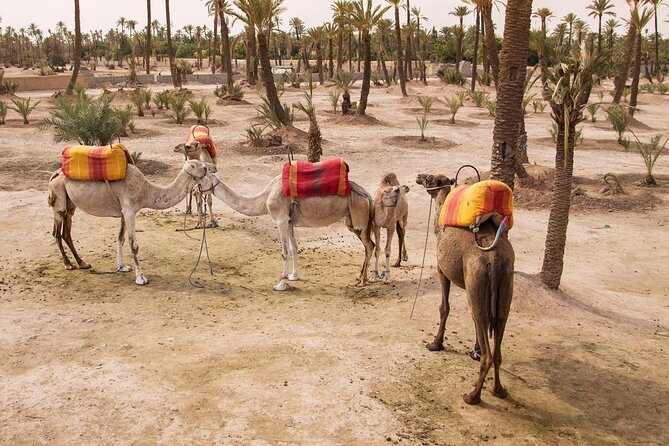 Morning Flight Over Marrakech with Hot Air Balloon Flight - Sunrise Over Marrakech and the Atlas: The Real Value
