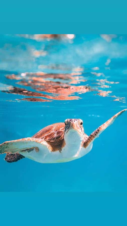 Muscat: Daymaniat Islands Snorkeling Trip with Brunch - Key Things You’ll Notice Right Away