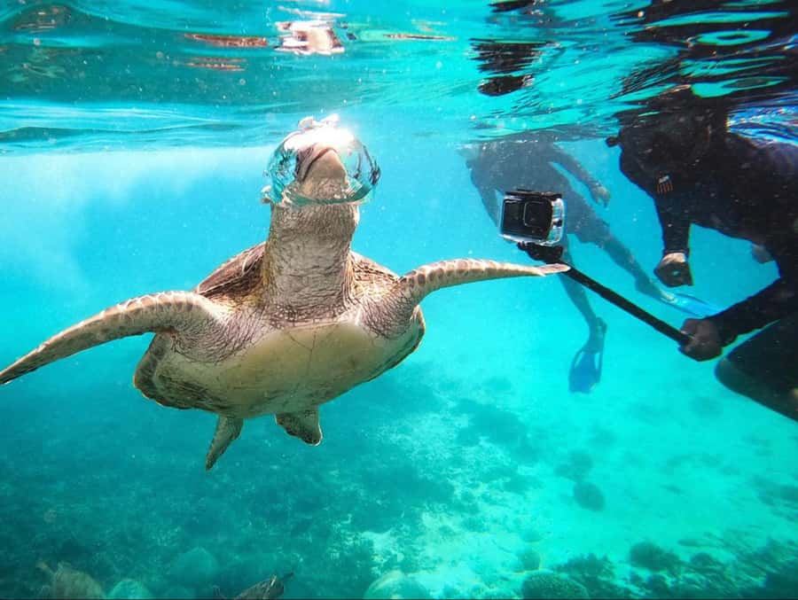 Muscat: Daymaniat Islands Snorkeling Trip with Brunch - Snorkeling Stops: How You Actually See Turtles (Not Just Fish)