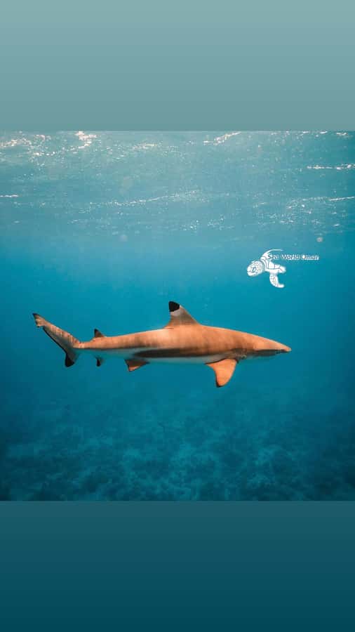Muscat: Daymaniat Islands Snorkeling Trip with Brunch - Food and Value: Is $86 Worth It in Muscat?