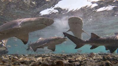 Sal: All-Inclusive Salt Lake, Blue Eye and Shark Bay Tour - Pickup, mini-bus comfort, and the bumpy reality of the island roads