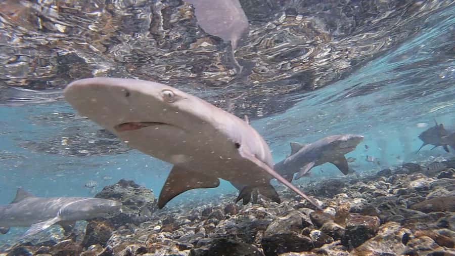 Sal: All-Inclusive Salt Lake, Blue Eye and Shark Bay Tour - Murdeira Bay views and Lion Mountain: the scenic break you need