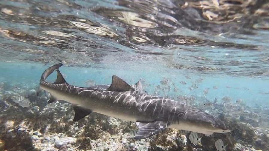 Sal: Island Experience Tour with a Certified Local Guide - Shark Bay lemon sharks: close-up nature, done with the right expectations