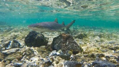 Sal: Island Experience Tour with a Certified Local Guide - Getting started in Sal: pickups, comfort, and what to bring
