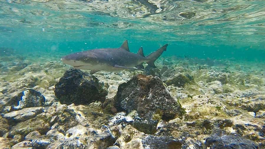 Sal: Island Experience Tour with a Certified Local Guide - Getting started in Sal: pickups, comfort, and what to bring