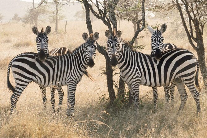 Serengeti Balloon Safari and authentic bush breakfast - Key highlights worth marking on your calendar
