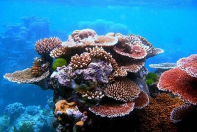 Sharm El-Sheikh: Jeep Adventure to Blue Hole, Canyon & Dahab - Morning Pickup and the Jeep Safari Mood