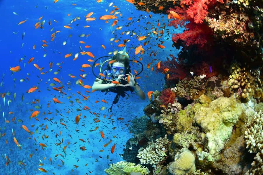 Sharm El Sheikh: Ras Mohamed & White Island Dive & Snorkel - Intro scuba for first-timers: what happens up to 7 meters