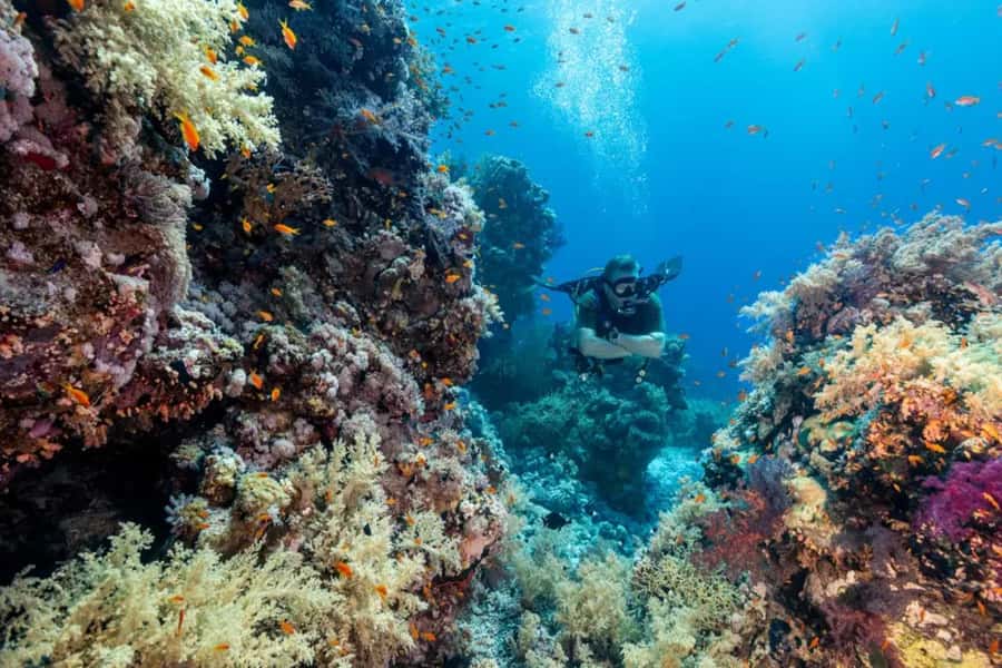 Sharm El Sheikh: Ras Mohamed & White Island Dive & Snorkel - Lunch on the yacht: what you eat between water time