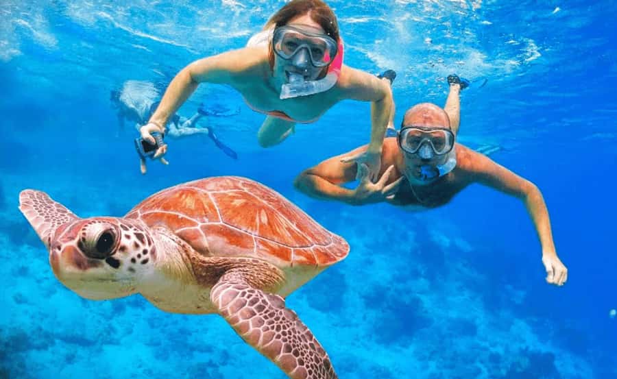 Sharm El Sheikh: Ras Mohamed & White Island Dive & Snorkel - Getting on board: transfers, timing, and what to do first