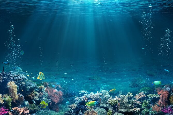 Sharm El Sheikh: White Island and Ras Mohamed Cruise Adventure - Ras Mohamed National Park snorkeling: where the guides matter