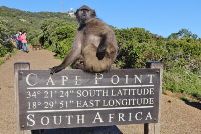 Table Mountain, Penguins & Cape Point Small Group Tour Cape Town - Hotel pickup and the small-group comfort factor