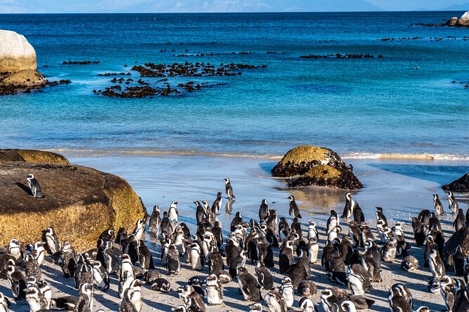 Table Mountain, Penguins & Cape Point Small Group Tour Cape Town - Simon’s Town details you’d miss alone