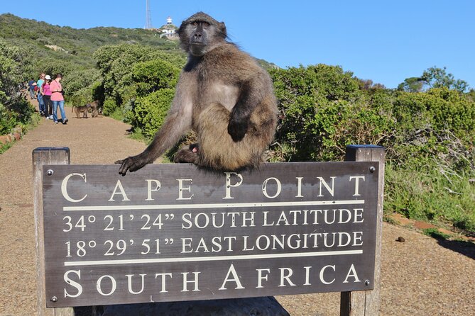 Table Mountain, Penguins & Cape Point Small Group Tour Cape Town - Hotel pickup and the small-group comfort factor
