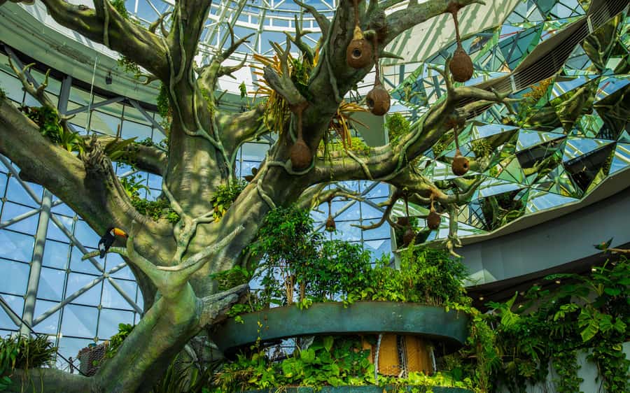 The Green Planet - Dubai's Unique Indoor Rainforest - Key things to know before you go