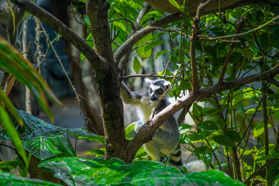 The Green Planet - Dubai's Unique Indoor Rainforest - City Walk to the Tropics: Getting Oriented Fast